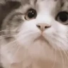 catNod emote