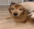 HugAHomie emote