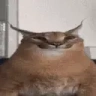 Floppa emote