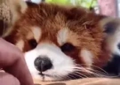 redpandaBOOP emote