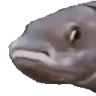 NoddersFish emote