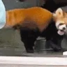 soy emote