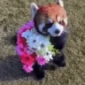 redpandaFLOWERS emote