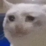catCry emote