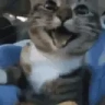 happyCat emote