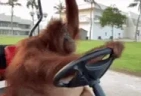 Driving emote