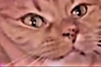 SquishTheLuna emote
