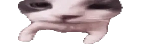 catKiss emote