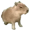 CapySit emote
