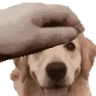 PETTHEDOG emote