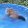 duckSpin emote