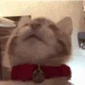 Tastier emote