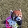 Flowers emote
