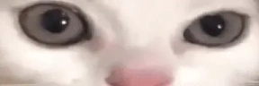 stareCat emote