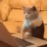 CatType emote