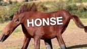 honse emote