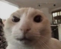 ayooo emote