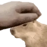 PETTHECAPYBARA emote