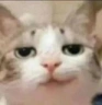 catSmirk emote