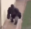 ucieczkA emote