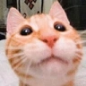 gunviolencearchive emote