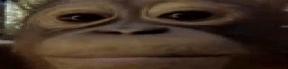Widestare emote