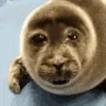 nikotite emote