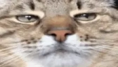 stare emote