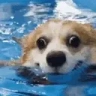 swimmin emote