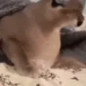 FloppaSpooked emote