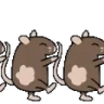 CongaRats emote