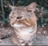 modcheck emote