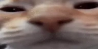 CatLookingSussyAndSleepyW emote