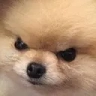 angryDoggo emote