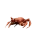 crabRave