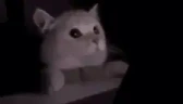 FLASHBANG emote