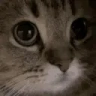 meow emote