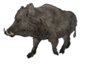 Choban emote