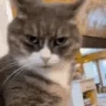 sus emote