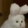 catNOD emote