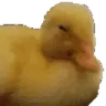 SMH emote