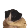 miau emote