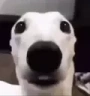 FEAR emote