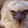 birdJAM emote