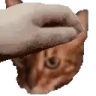 PETTHERAGNAR emote