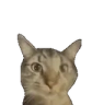 catDAMN emote