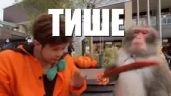 Tishe emote