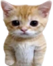 catUnpleased emote