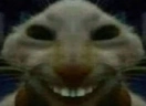 szczuras emote