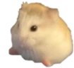 Sits emote